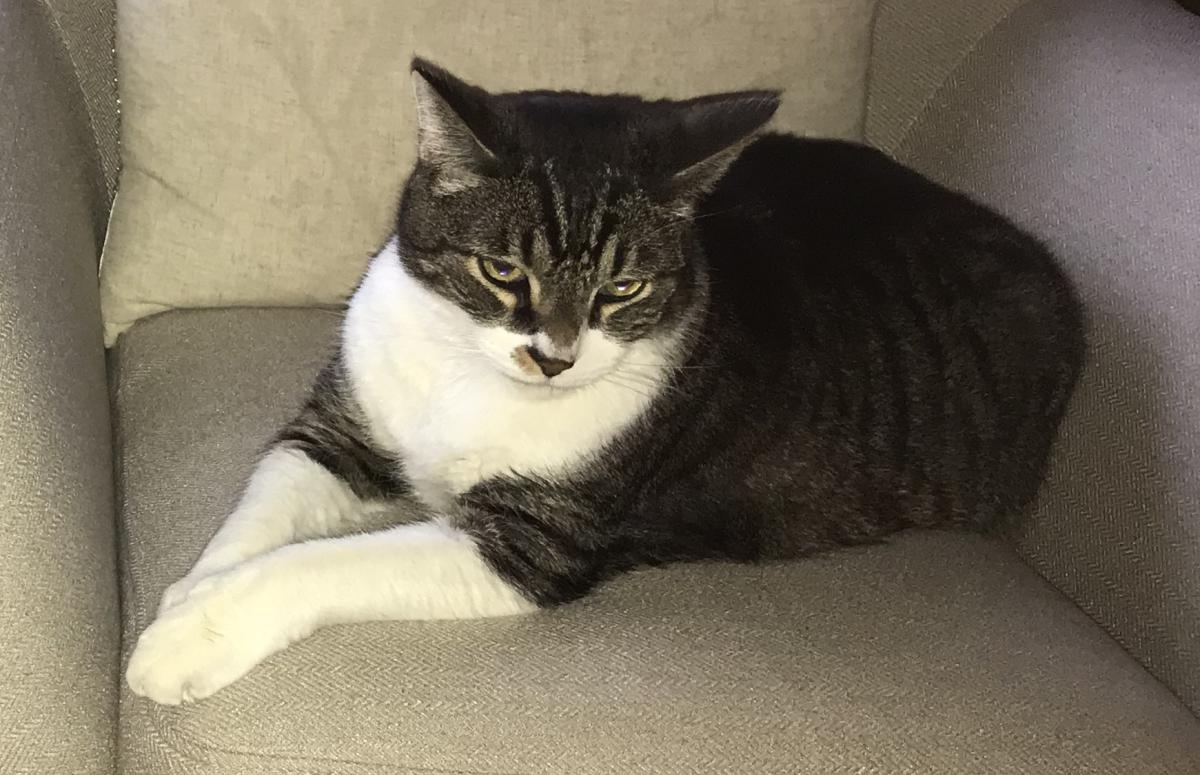 Image of Brody, Lost Cat