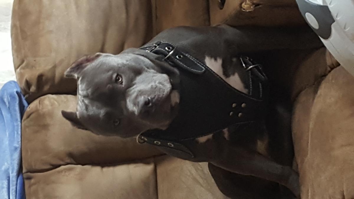 Image of titus, Lost Dog