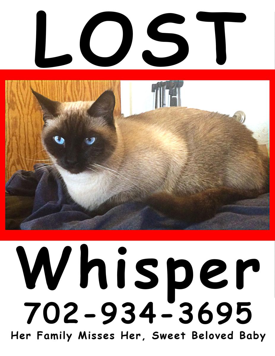 Image of Whisper, Lost Cat