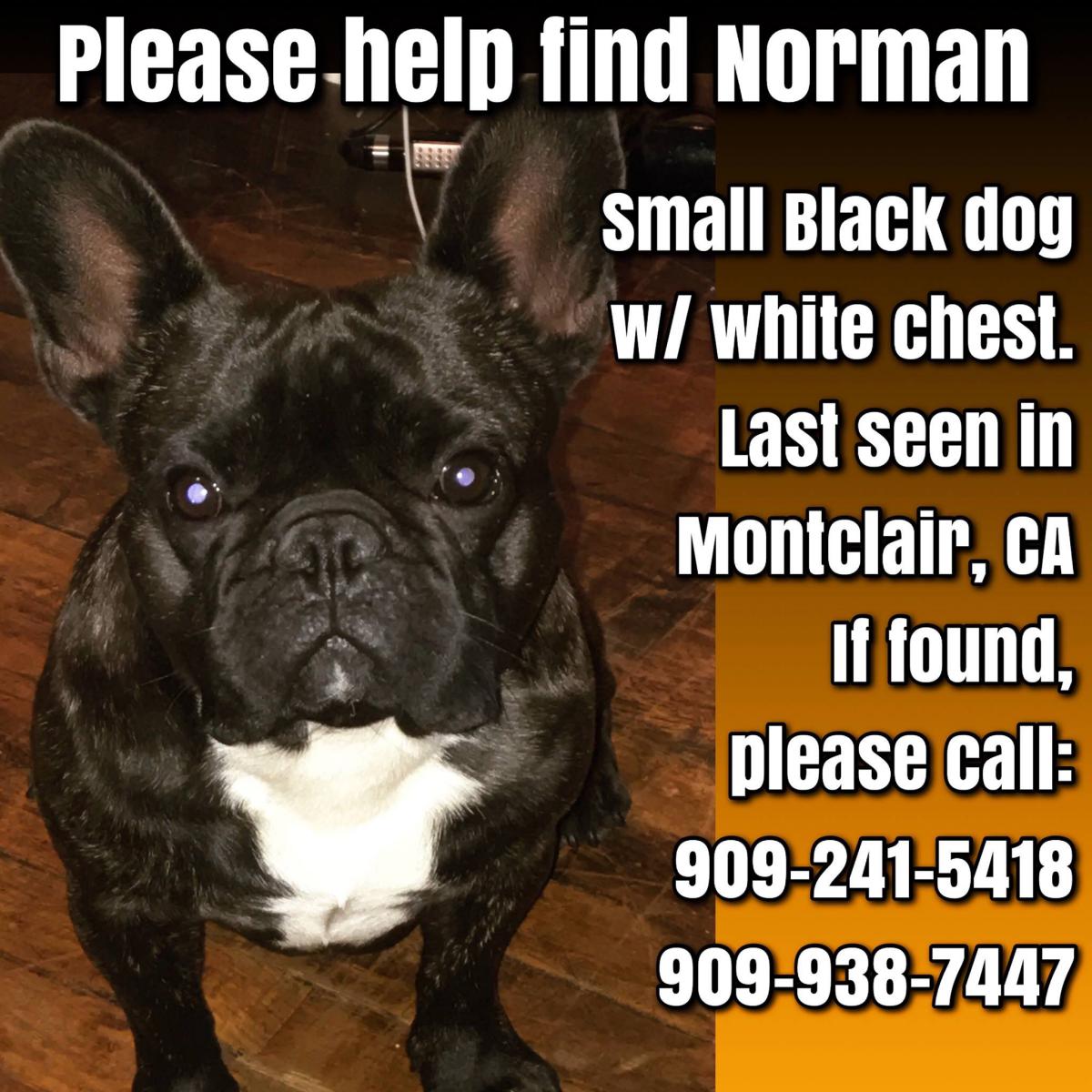 Image of Norman, Lost Dog