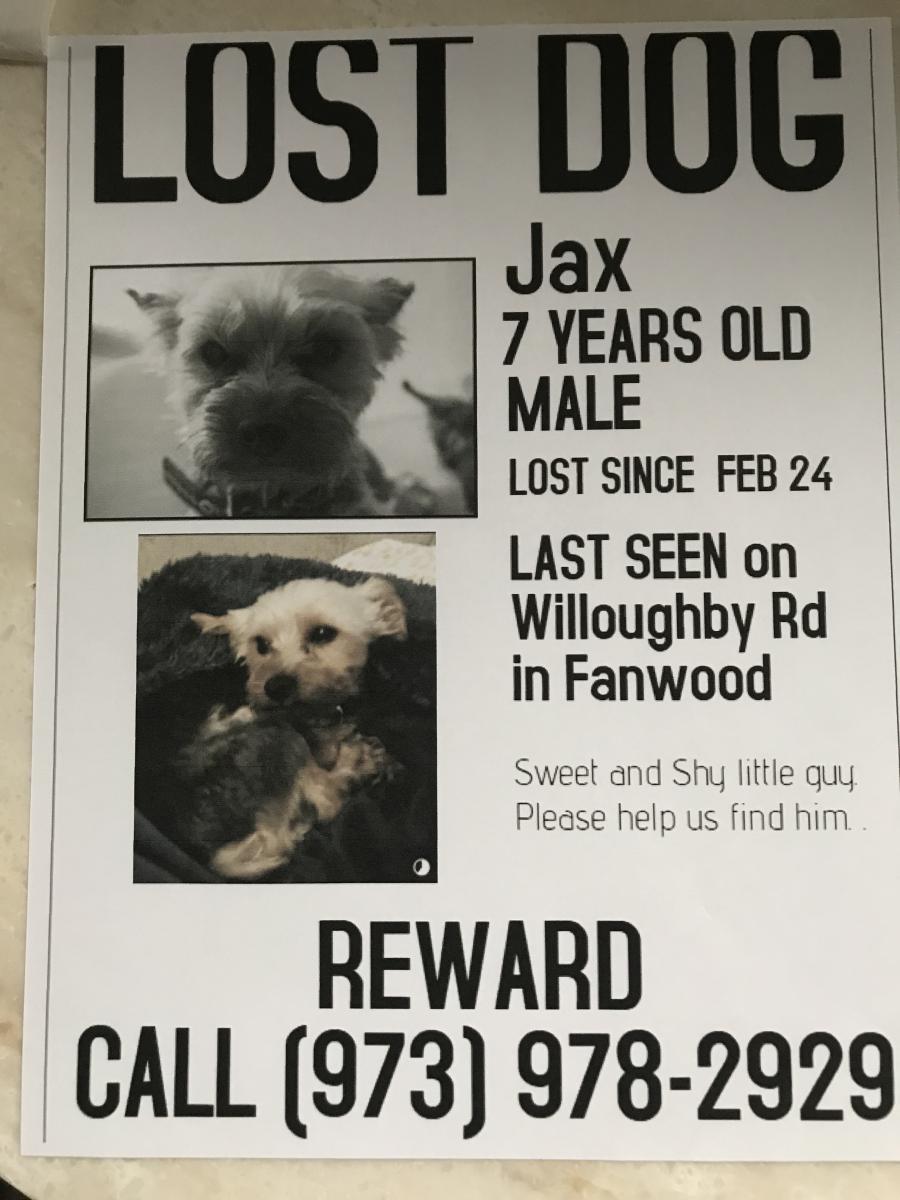 Image of Jackson (Jax), Lost Dog
