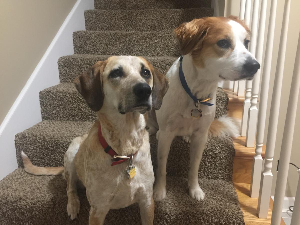 Image of Dixie and Daisy, Lost Dog
