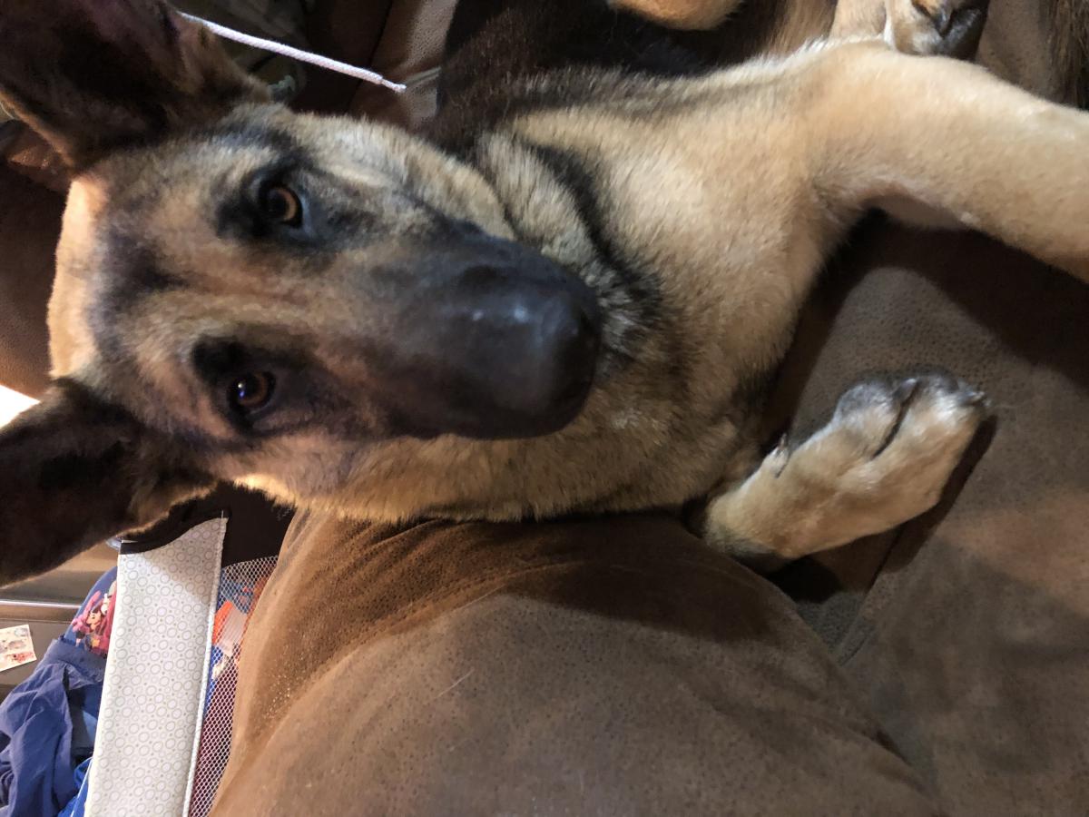 Found Dog German Shepherd in STOCKTON, CA - Lost My Doggie