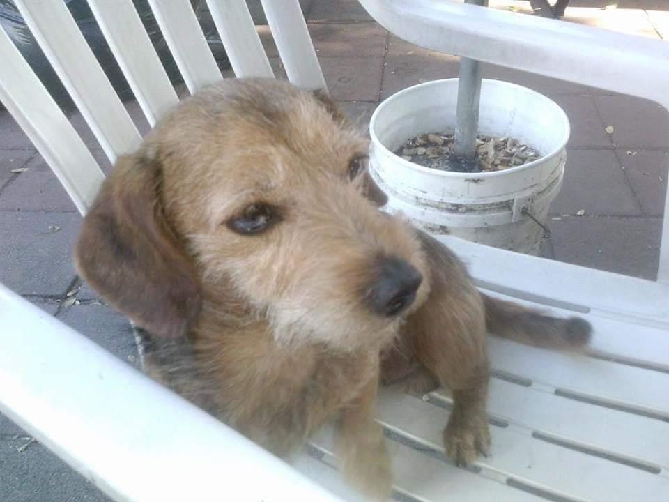 Image of pee wee, Lost Dog