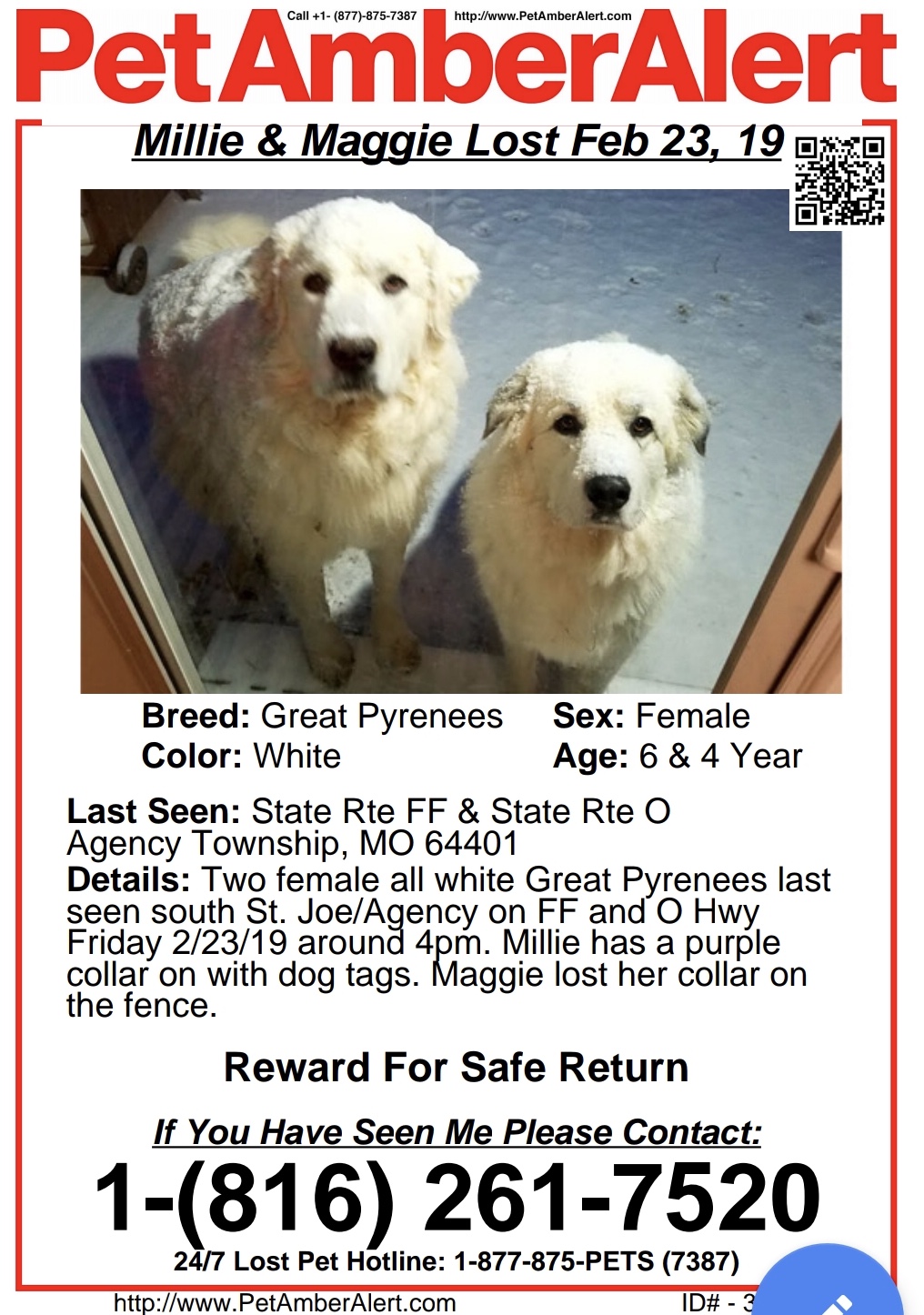 Image of Maggie & Millie, Lost Dog