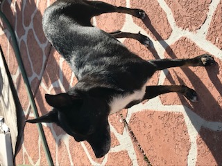 Image of Estrella, Lost Dog