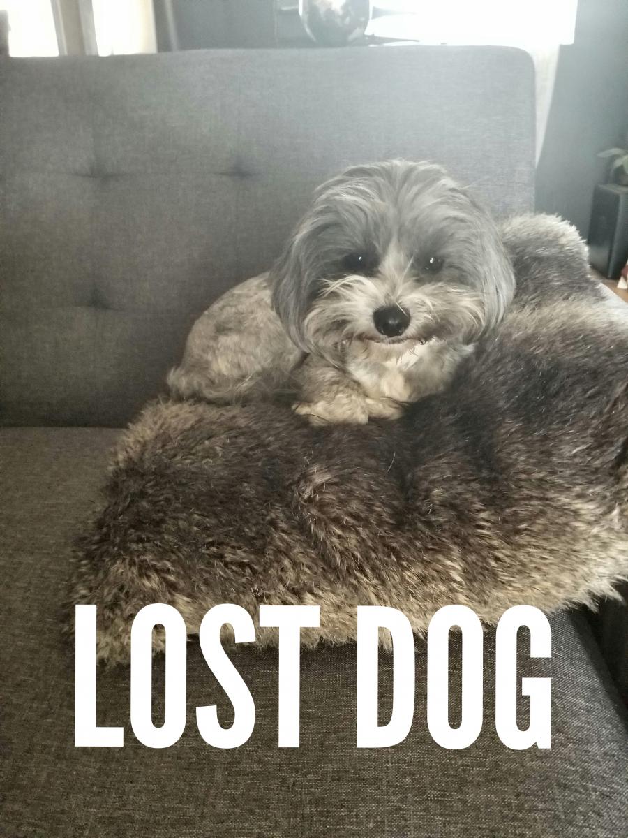 Image of Macho, Lost Dog