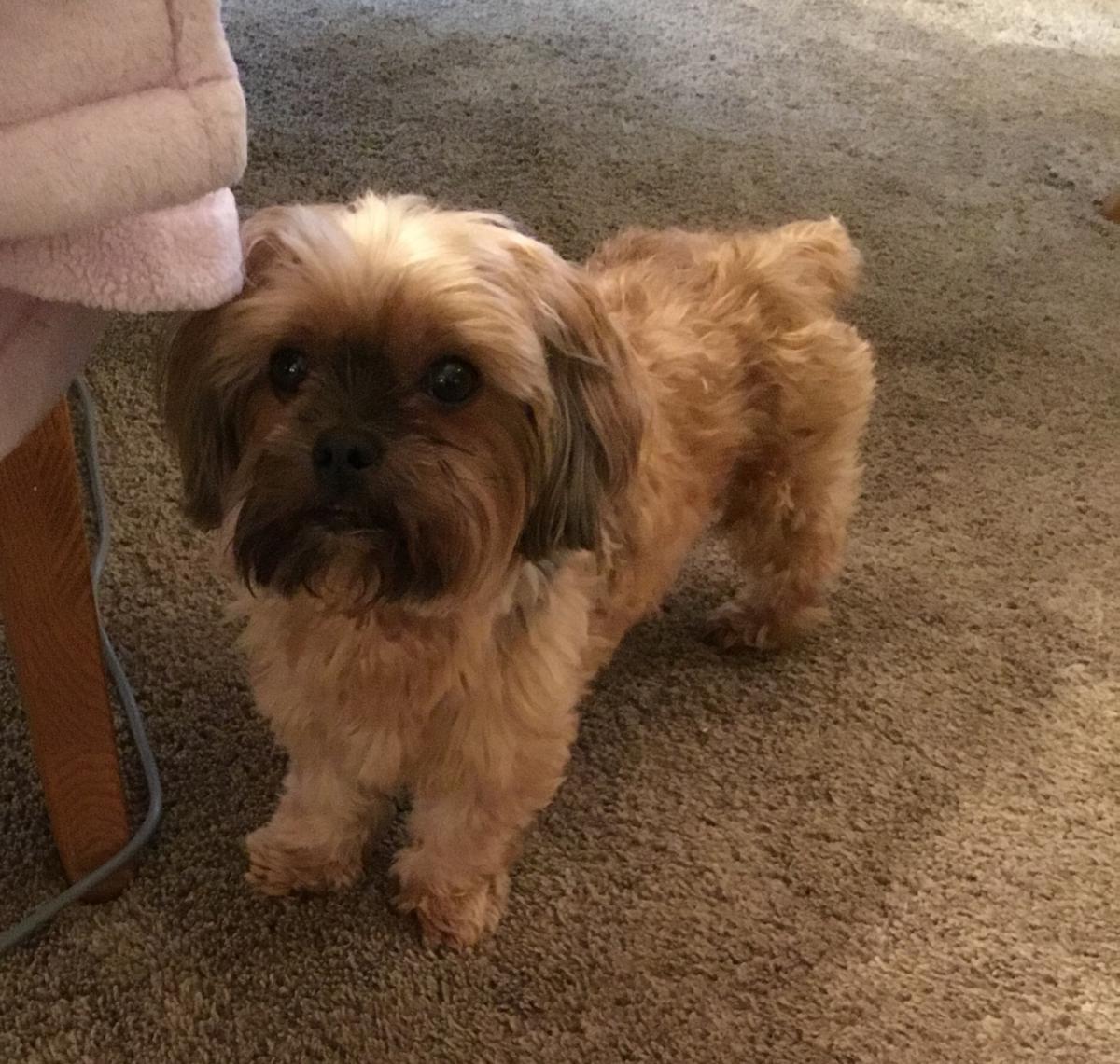 Image of Toto, Lost Dog