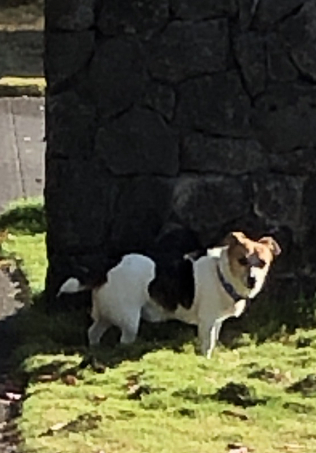 Image of Poxy, Lost Dog