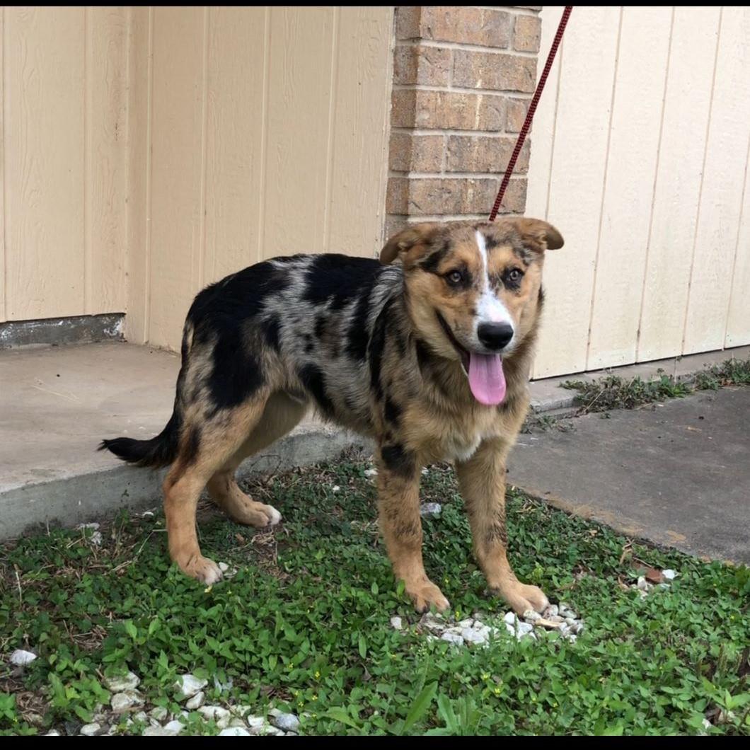 Lost Dog Australian Shepherd in HARLINGEN, TX - Lost My Doggie