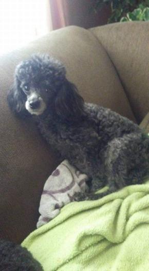 Image of Lucy lu, Lost Dog