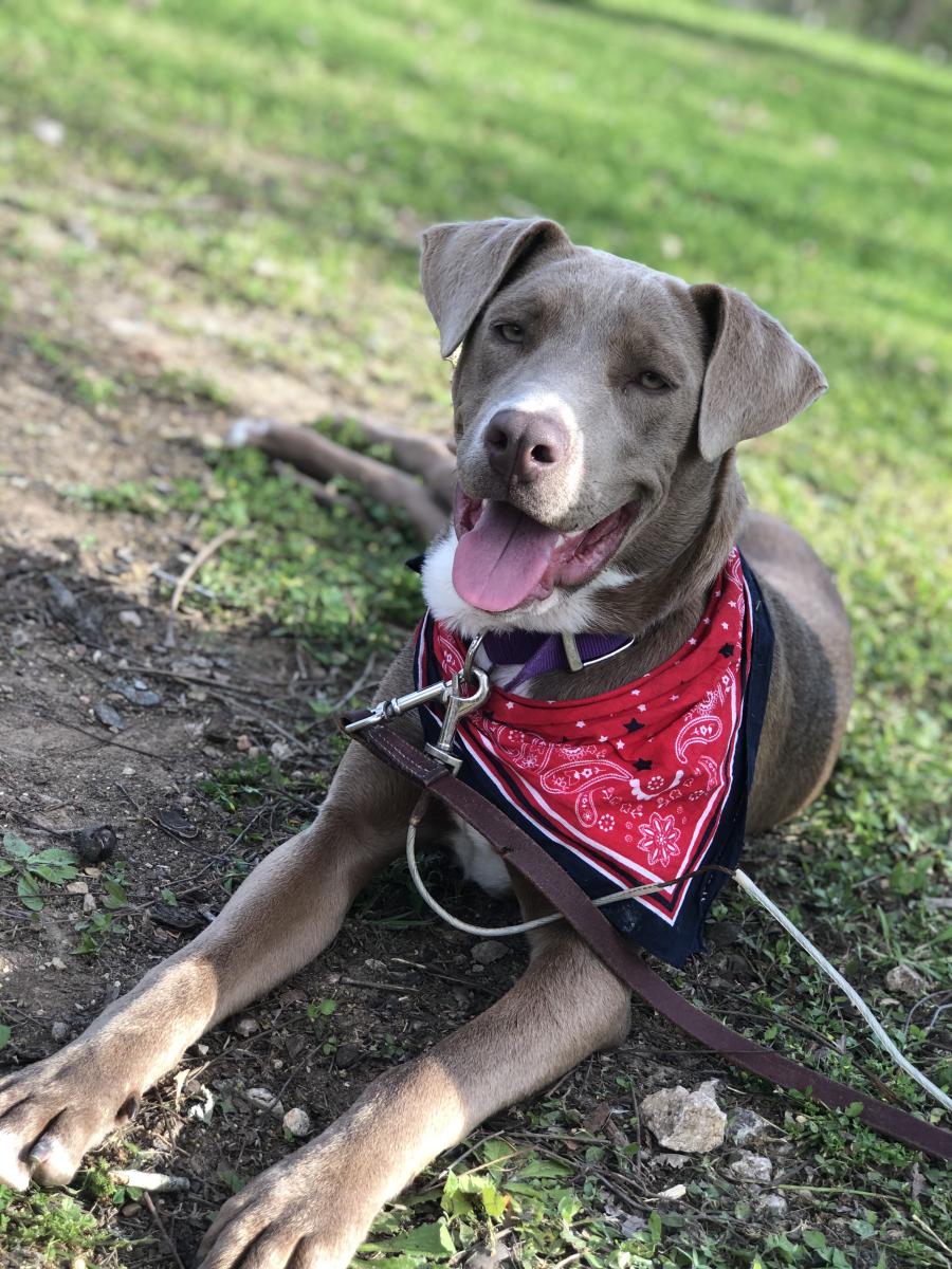 Found Dog Unknown in SAN ANTONIO, TX - Lost My Doggie