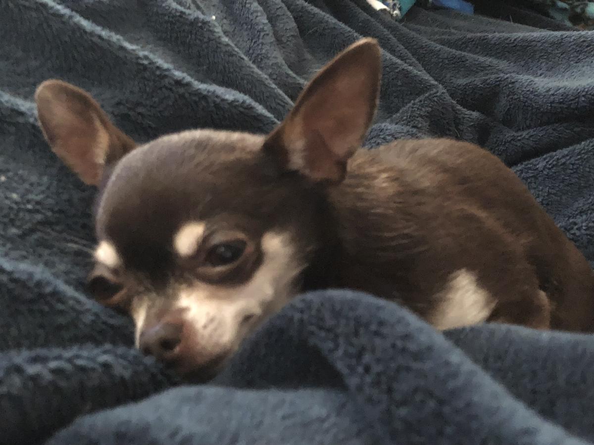 Image of Olivia Chocolate Chi, Lost Dog