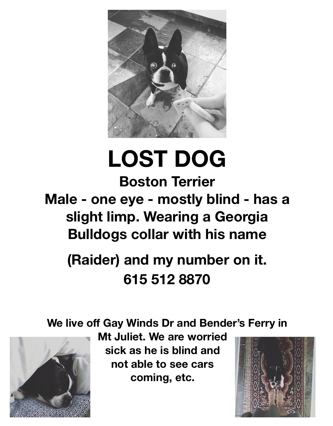 Image of Raider, Lost Dog