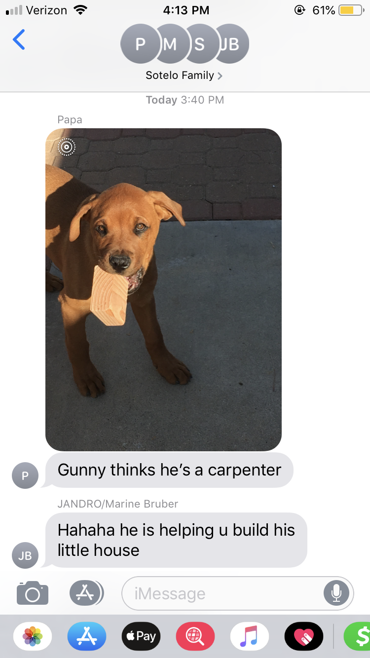 Image of Gunny, Lost Dog