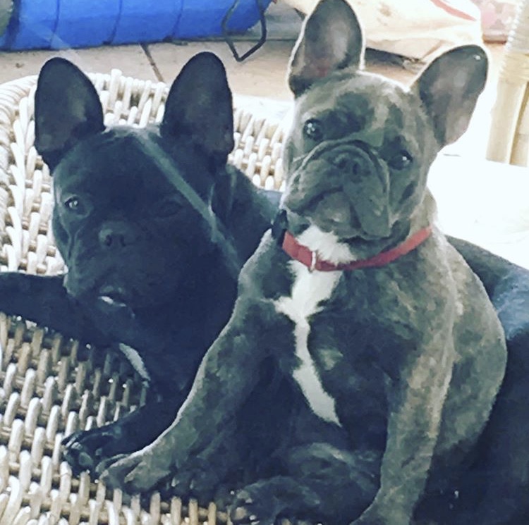 Image of Dagger and Domino, Lost Dog