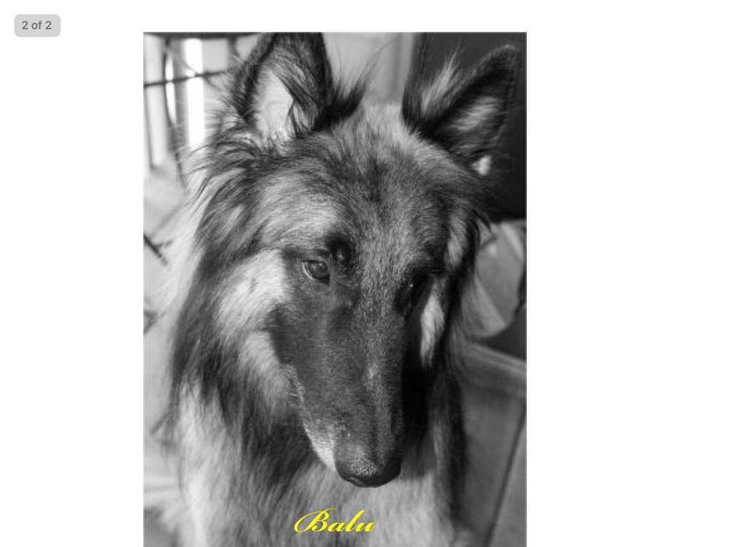 Image of Balu, Lost Dog