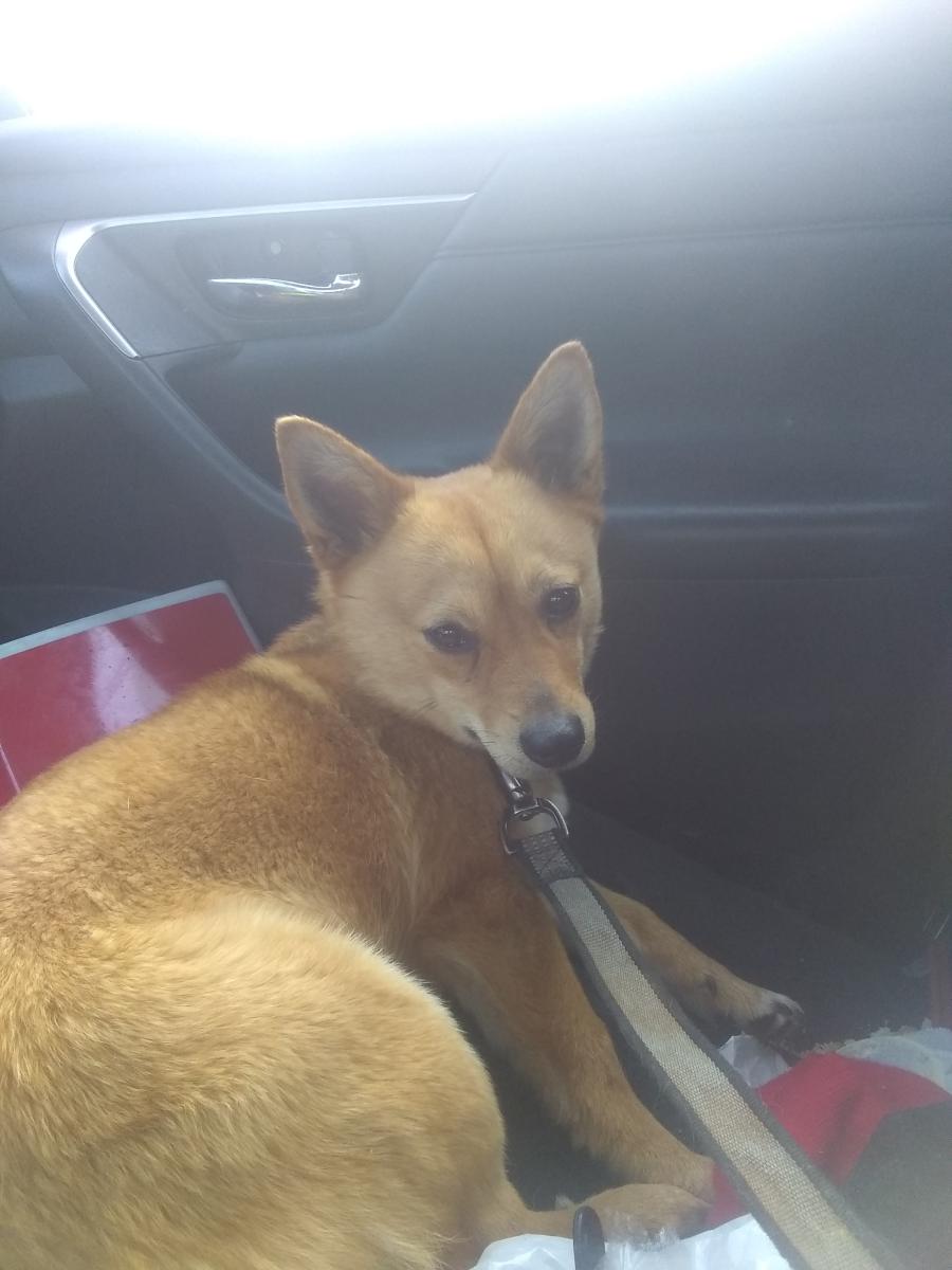 Image of Simple, Lost Dog
