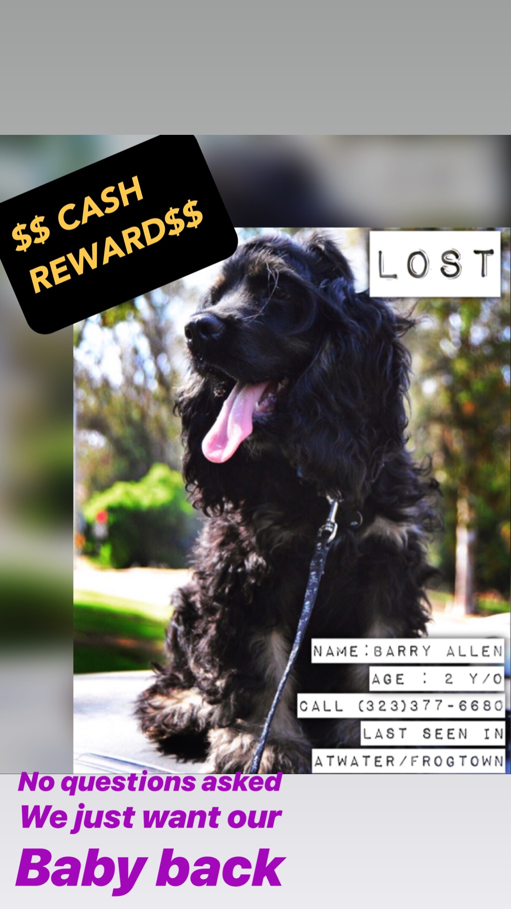Image of barry, Lost Dog