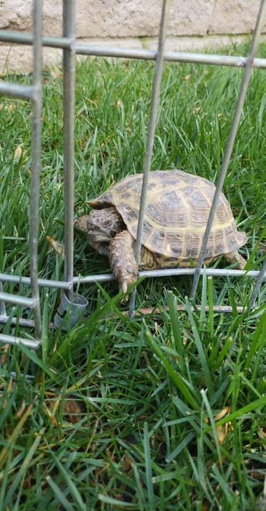 Image of RUSSIAN TORTOISE, Found Reptiles