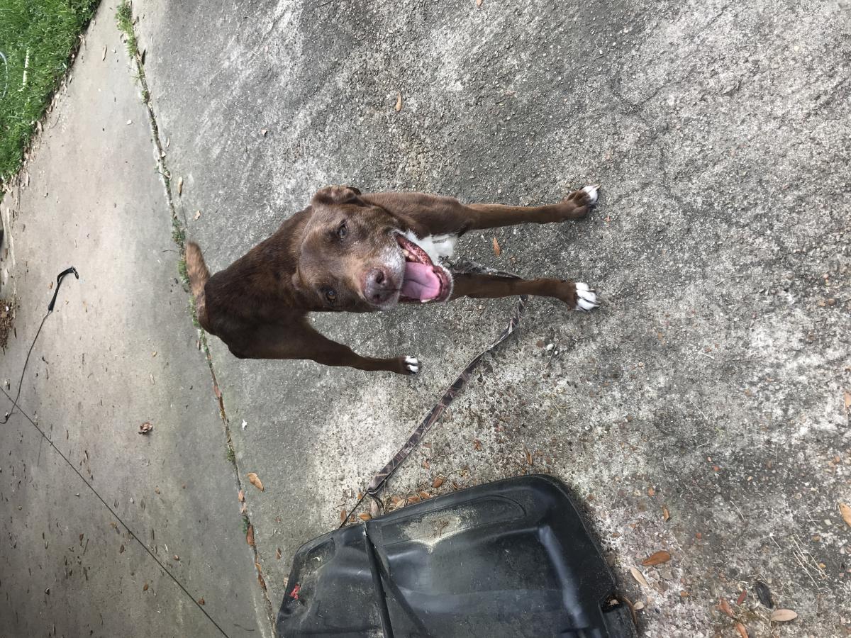 Image of Bella, Found Dog