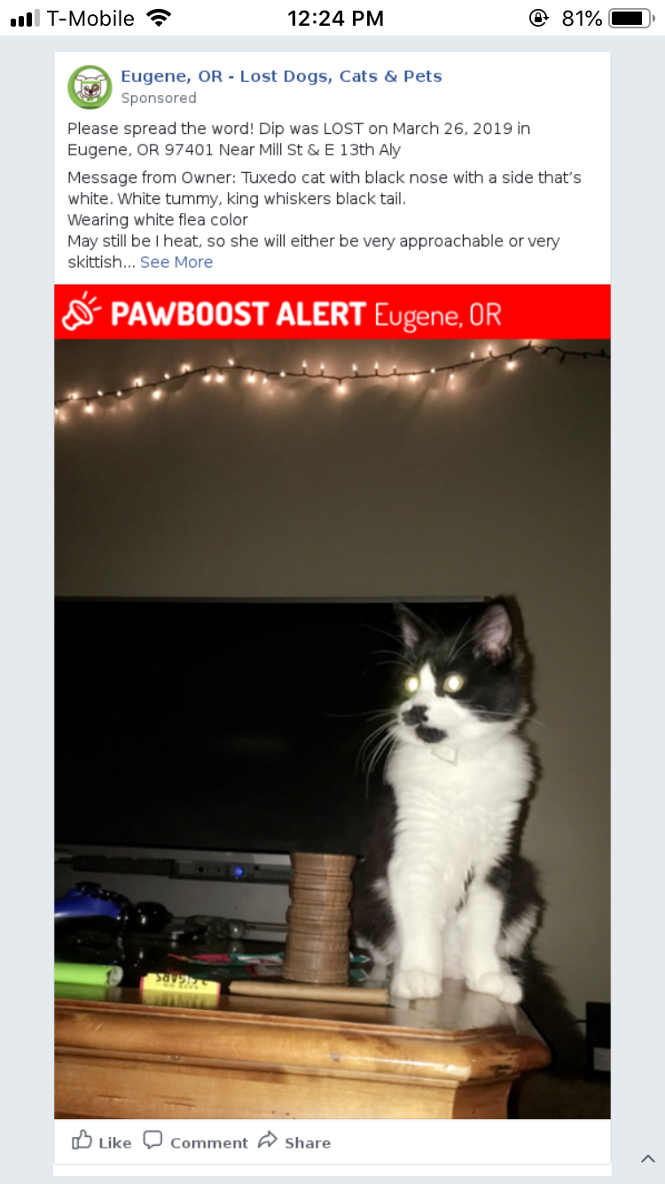 Image of Dipp, Lost Cat