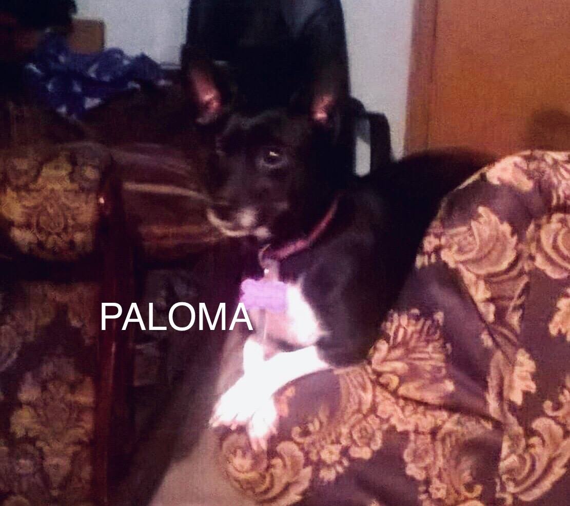 Image of Paloma, Lost Dog
