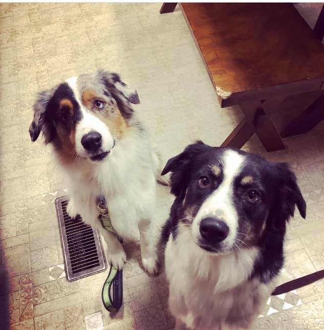 Image of Maggie and Annie, Lost Dog