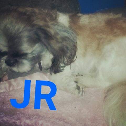Image of J.R, Lost Dog