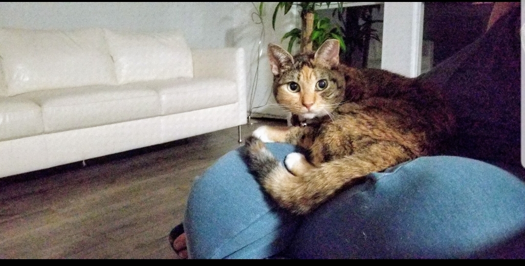 Image of Guera, Lost Cat