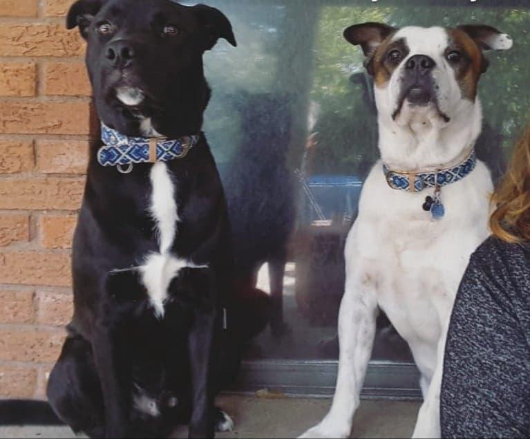 Image of Biggie and Charlie, Lost Dog