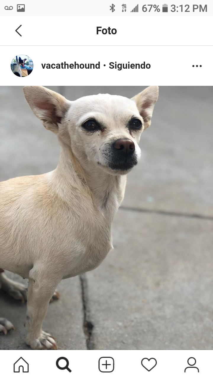 Image of Chiquita Acosta, Lost Dog