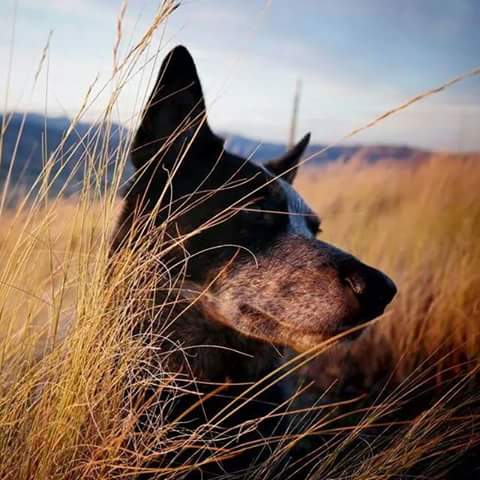 Image of Odie LaMunion, Lost Dog