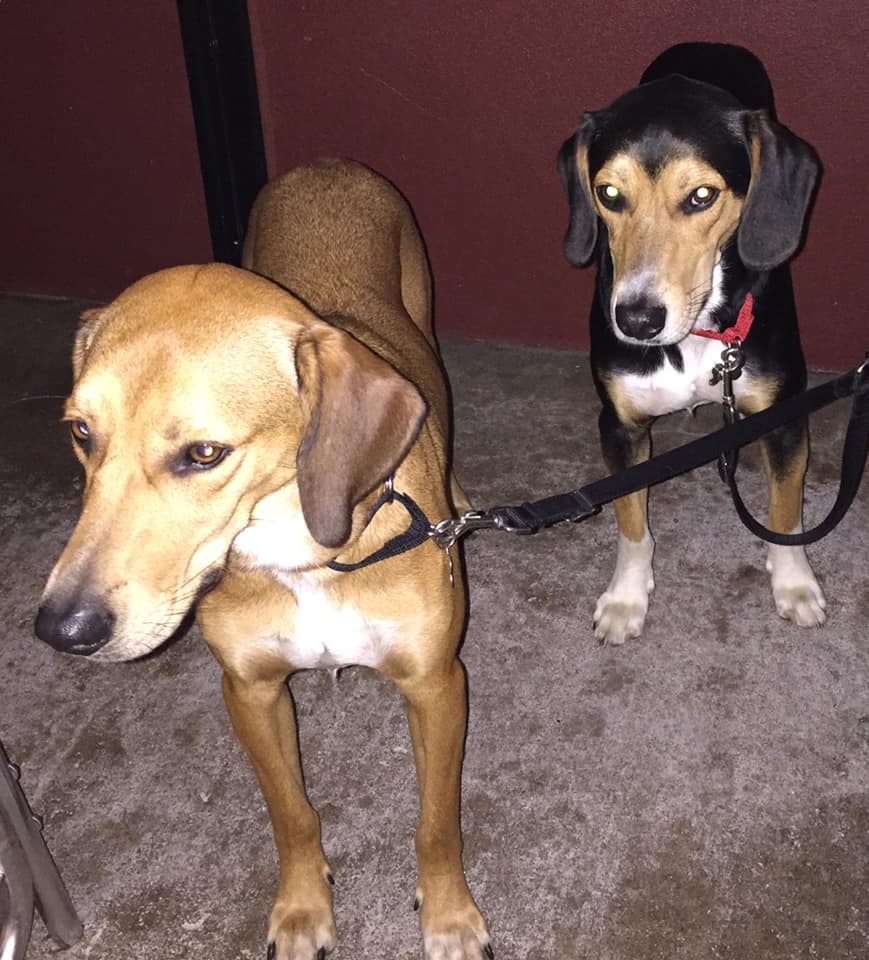 Image of Patches & Waffles, Lost Dog
