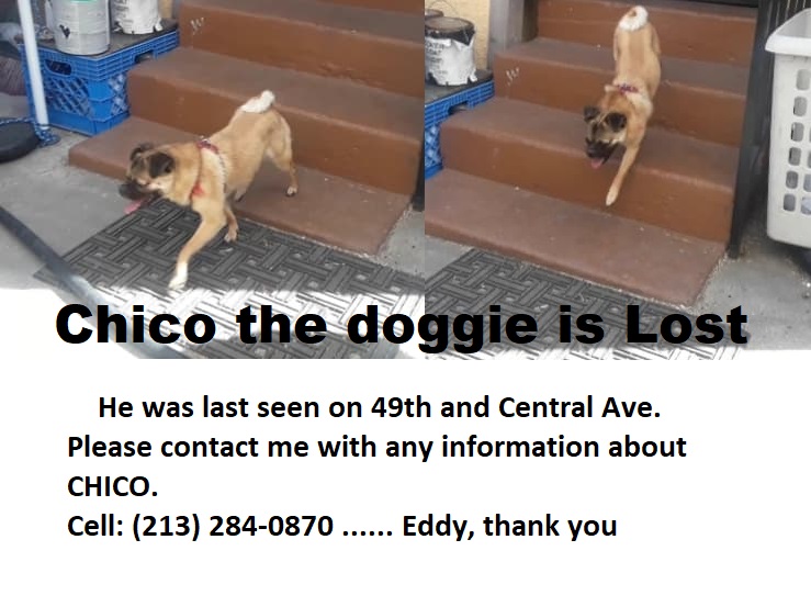 Image of chico, Lost Dog