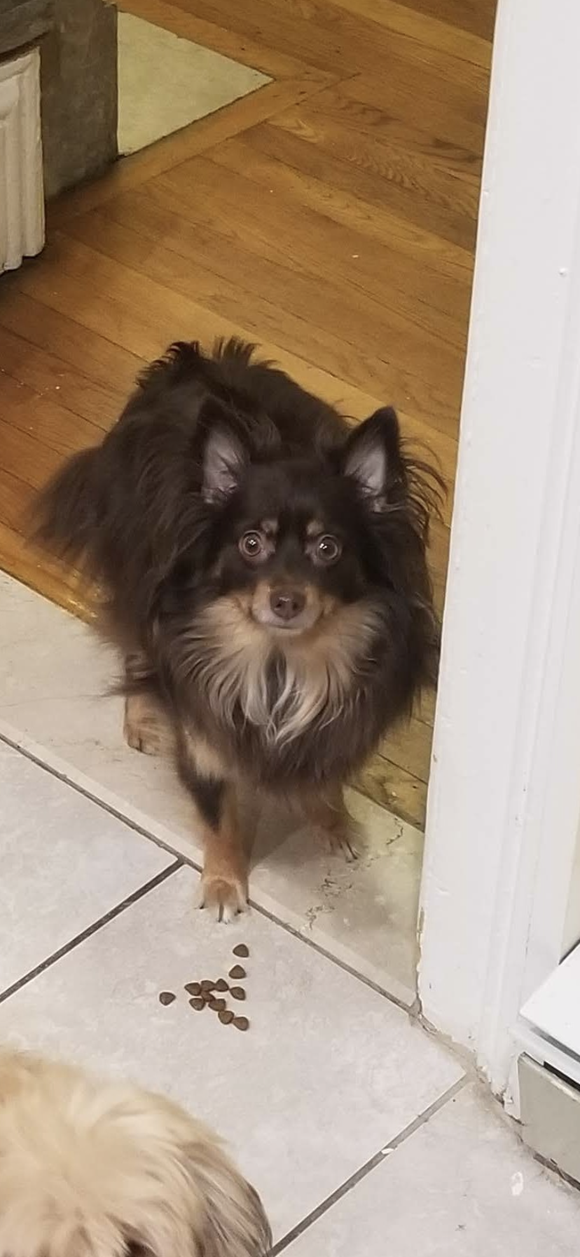 Image of Titu, Lost Dog