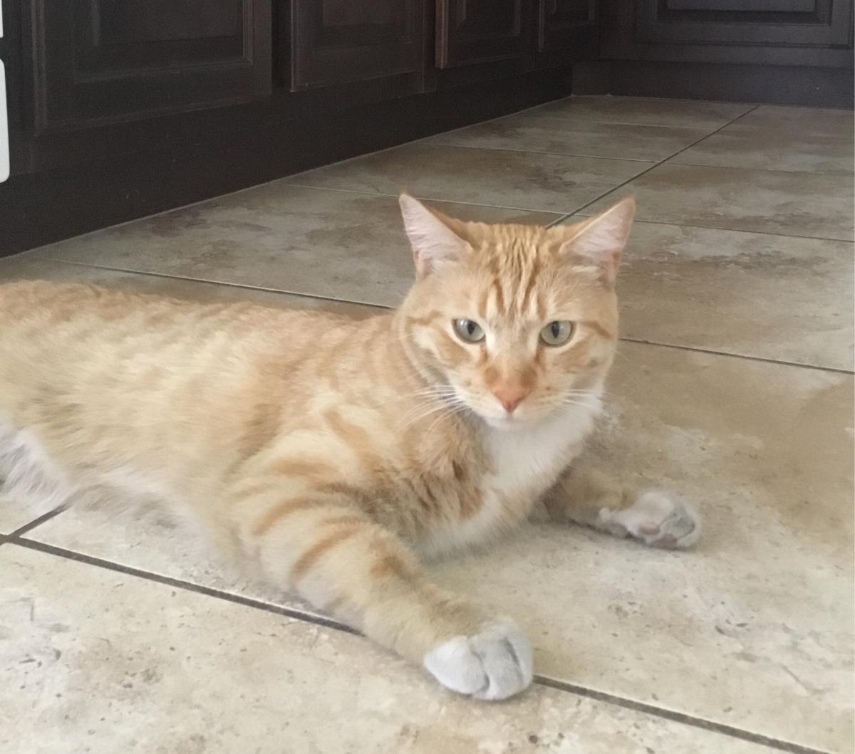 Image of Mish, Lost Cat