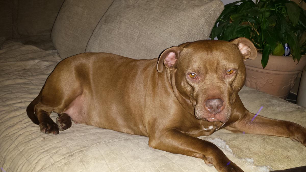 Lost Dog Pit Bull in NEW HAVEN, CT - Lost My Doggie