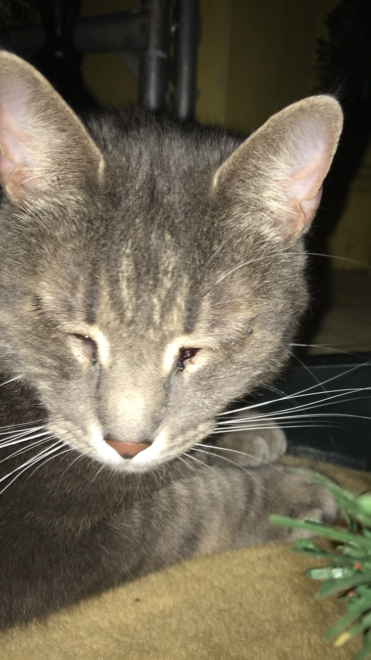 Image of Prince Lune, Lost Cat
