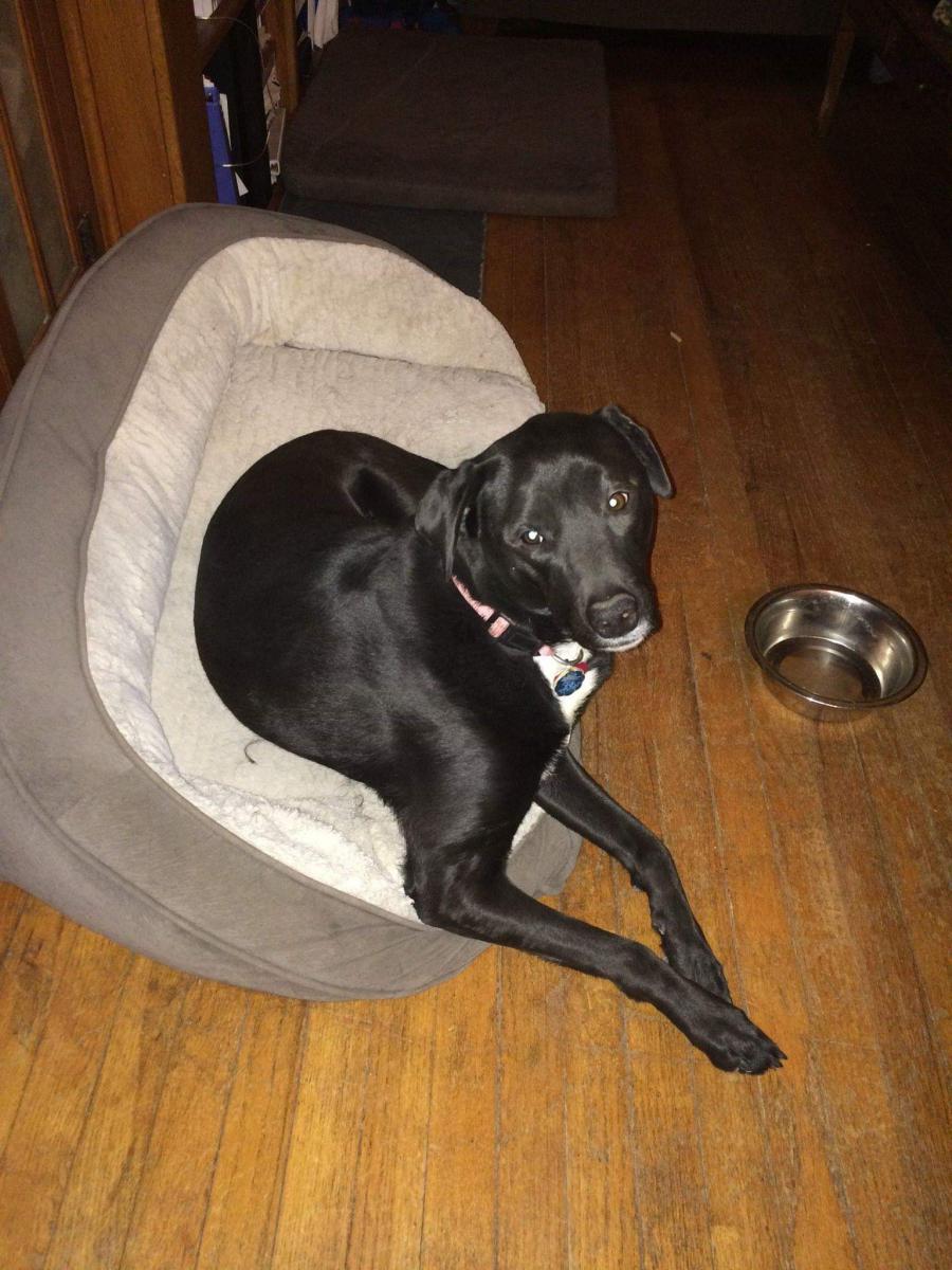 Lost Dog Labrador Retriever in KANSAS CITY, MO - Lost My Doggie