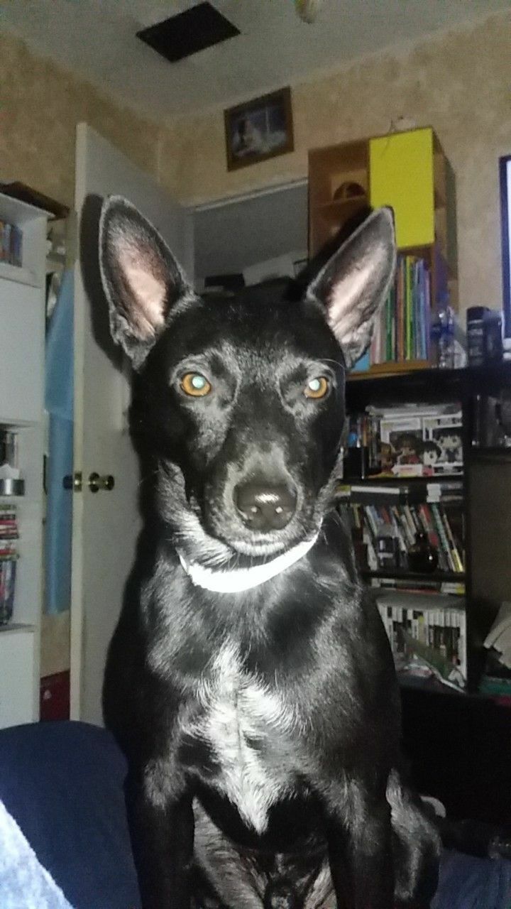 Image of Scooby Shadow, Lost Dog