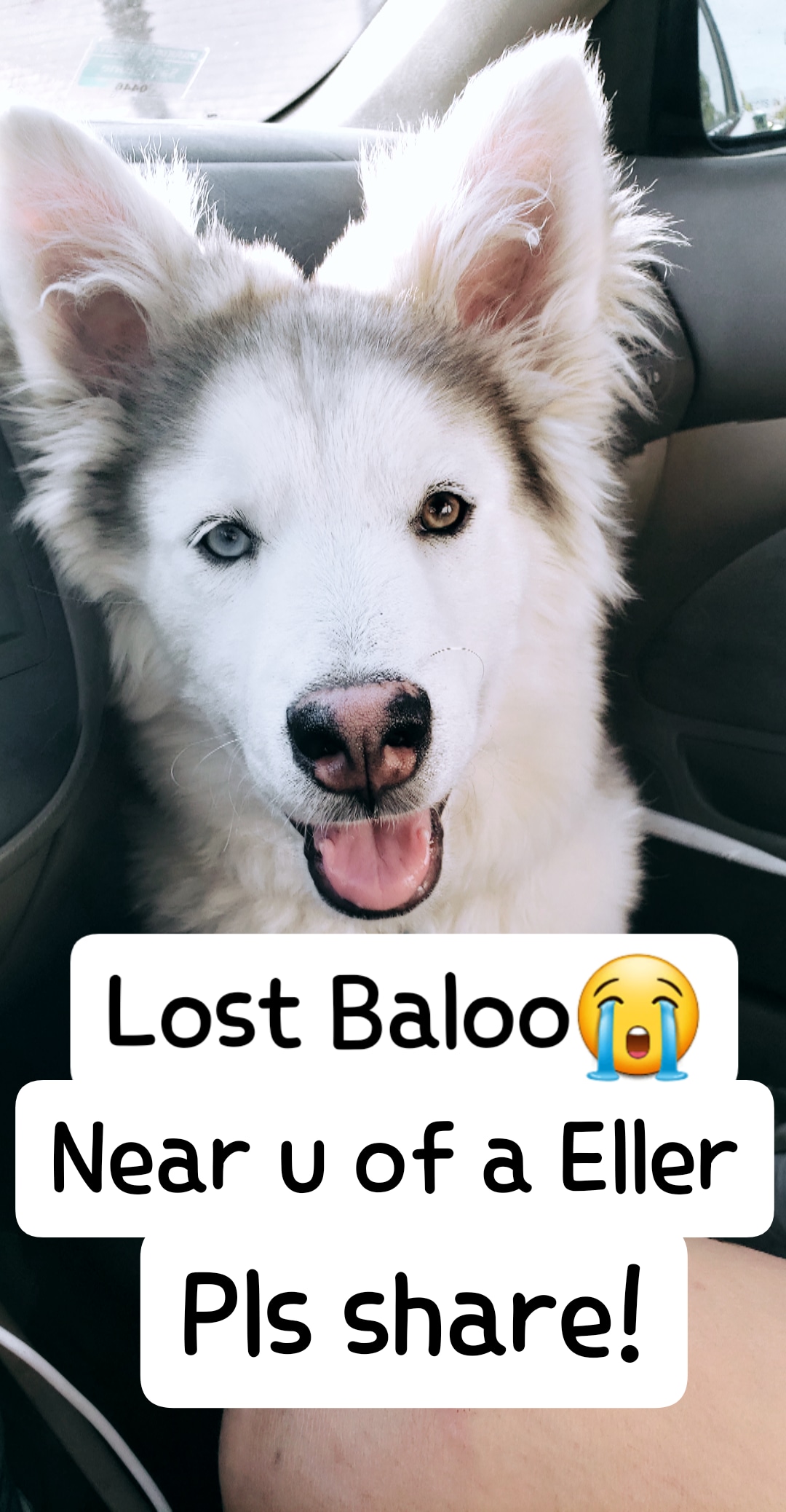 Image of Baloo, Lost Dog