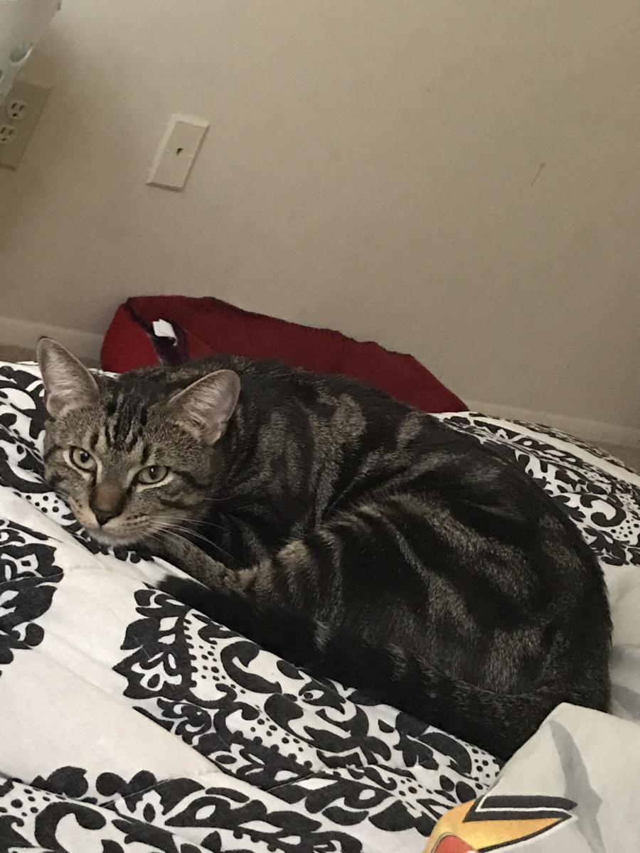 Image of Tyson, Lost Cat