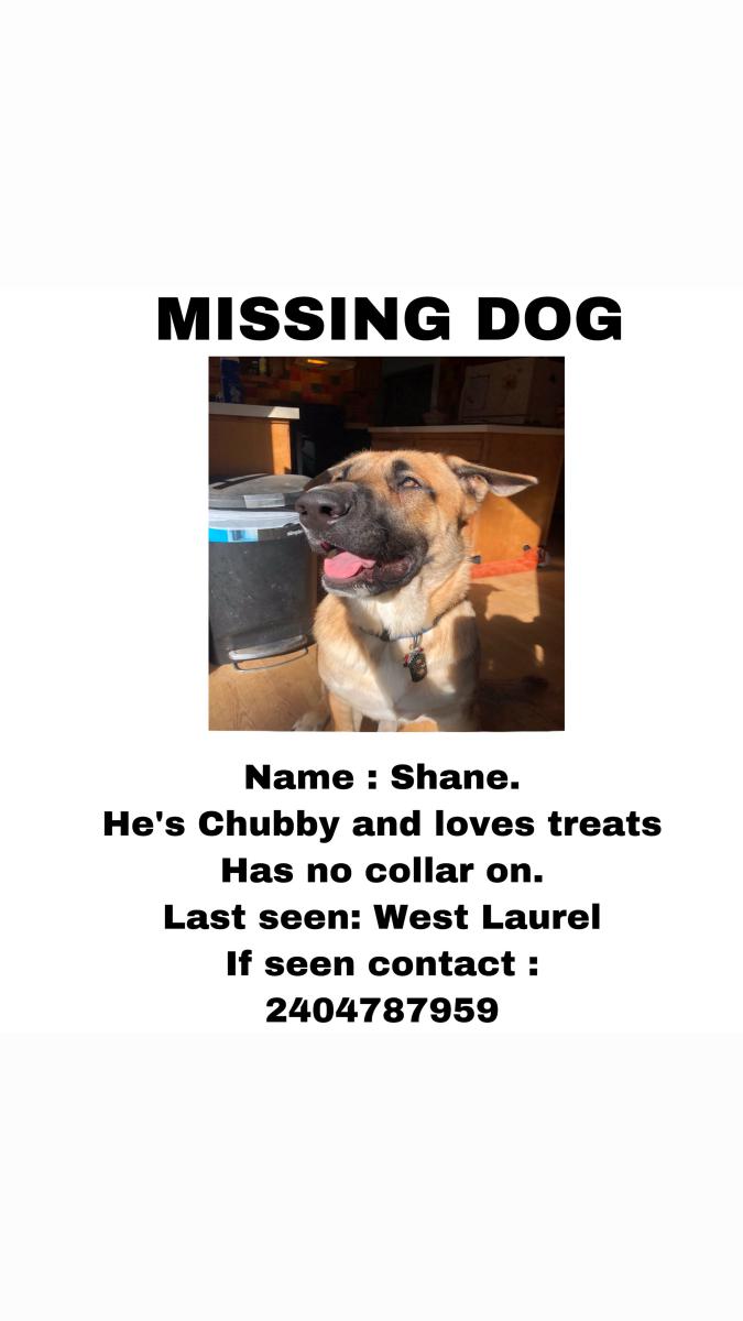 Image of Shane, Lost Dog
