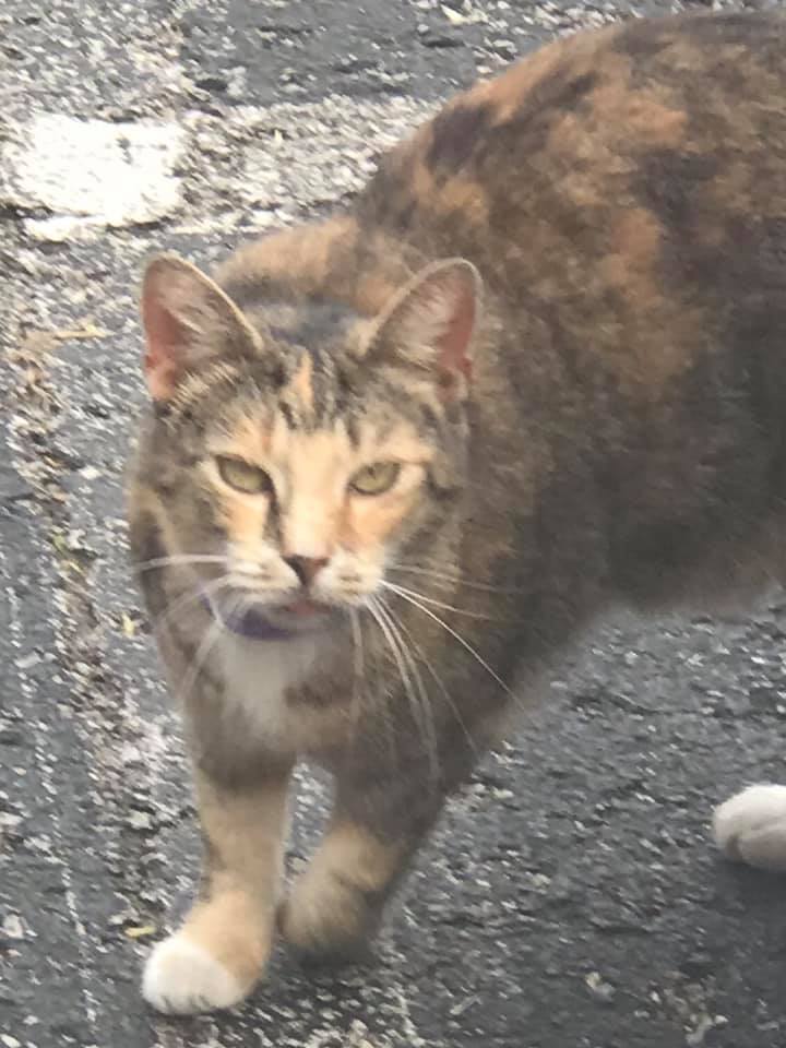 Image of Calico/Tortie, Lost Cat