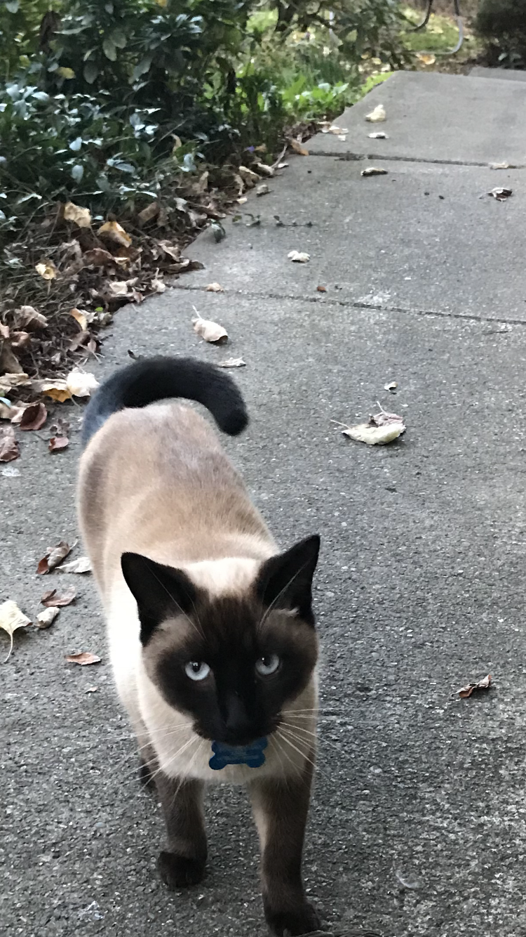 Image of Adore, Lost Cat