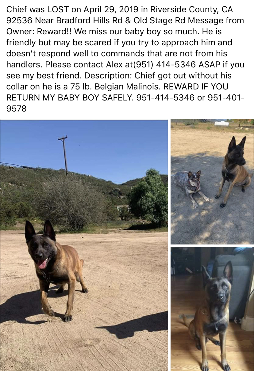 Image of Chief, Lost Dog