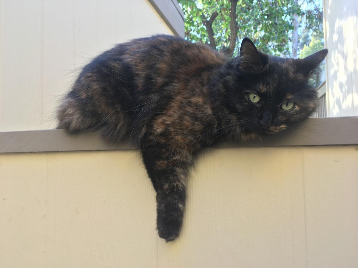 Image of Rhea, Lost Cat