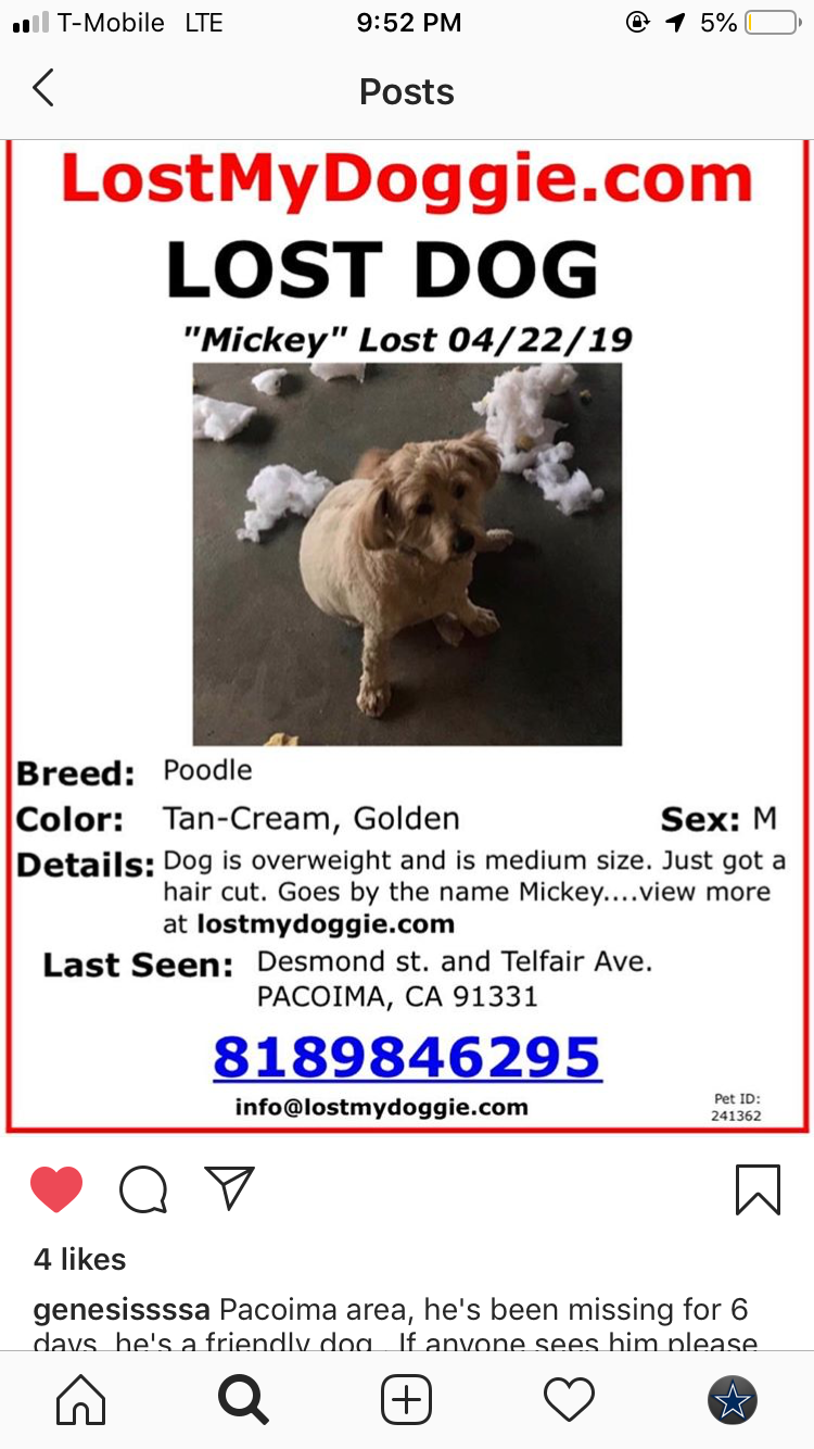 Image of Micky, Lost Dog