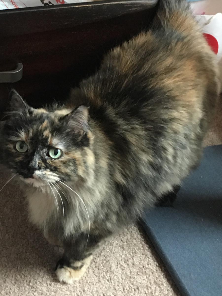 Image of Matilda, Lost Cat